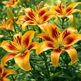 Лилия Hotel California