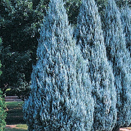 Можжевельник скальный Моффат Блю