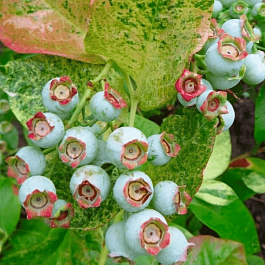 Голубика высокорослая Flamingo