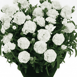 Гвоздика садовая Code White