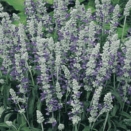 Шалфей мучнистый