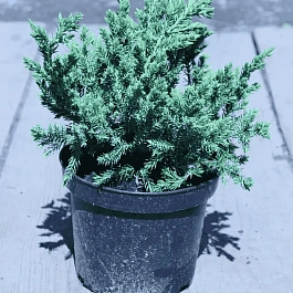 Можжевельник чешуйчатый Blue Swede