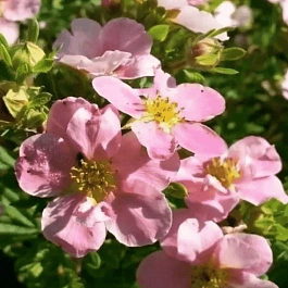 Лапчатка кустарниковая Princess