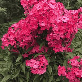 Флокс метельчатый Иван-Заря