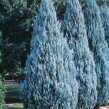 Можжевельник скальный Моффат Блю