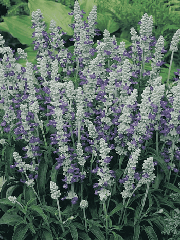 Шалфей мучнистый