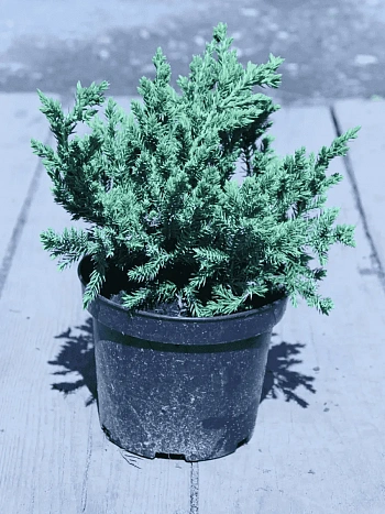 Можжевельник чешуйчатый Blue Swede