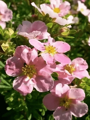 Лапчатка кустарниковая Princess