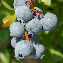 Голубика высокорослая Бонбонберри Блю Свейд