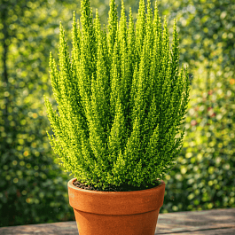 Вереск обыкновенный Barcelona