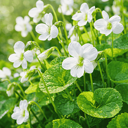 Виола сестринская Princess Luise