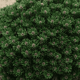 Сосна горная Atom