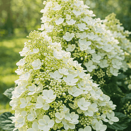 Гортензия метельчатая Bee Happy