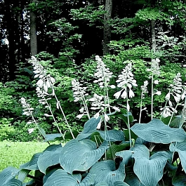 Хоста Blue Angel