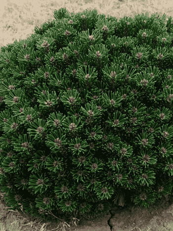 Сосна горная Atom