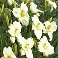 Лилейник White Temptation