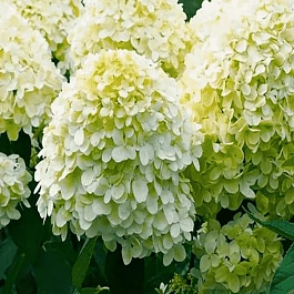 Гортензия метельчатая Magical Matterhorn