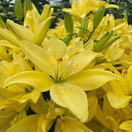 Лилия Pura Luna