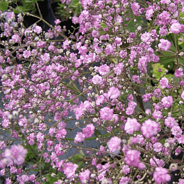 Гипсофила метельчатая Flamingo