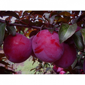 Слива русская (Алыча) Лама