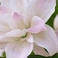 Лилия Lotus Queen