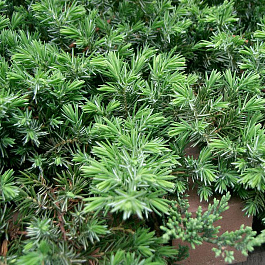 Можжевельник конферта Блу Пацифик