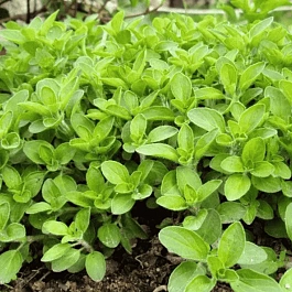 Душица обыкновенная Vitara Green