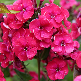 Флокс метельчатый Строберри Дайкири