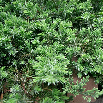 Можжевельник конферта Блу Пацифик