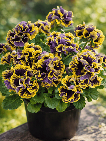 Виола RUFFLES Dark Heart