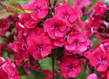 Флокс метельчатый Строберри Дайкири