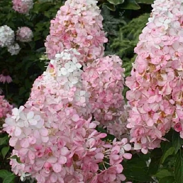 Гортензия метельчатая Pink Lady ТОЛЬКО САМОВЫВОЗ