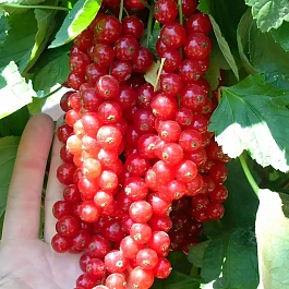 Смородина красая Йонкер ван тетс