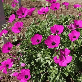 Герань пепельная Giuseppe