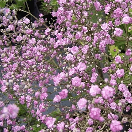 Гипсофила метельчатая Flamingo