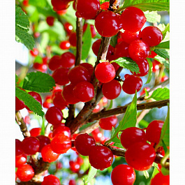 Вишня войлочная Огонек