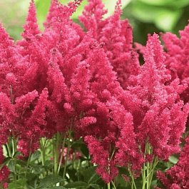 Астильба гибридная Fireberry