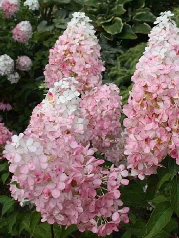 Гортензия метельчатая Pink Lady ТОЛЬКО САМОВЫВОЗ