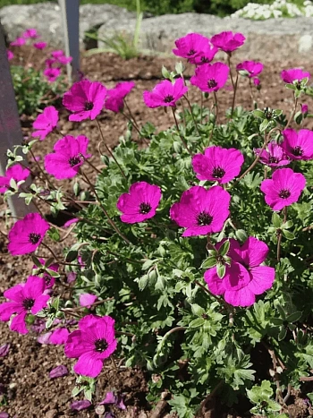 Герань пепельная Giuseppe