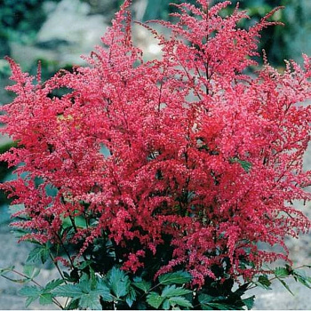 Астильба простолистная Афродита