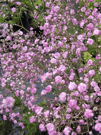 Гипсофила метельчатая Flamingo