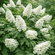 Гортензия дуболистная Snow Giant