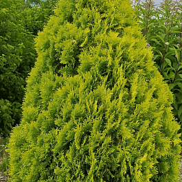 Туя западная Malonyana Aurea
