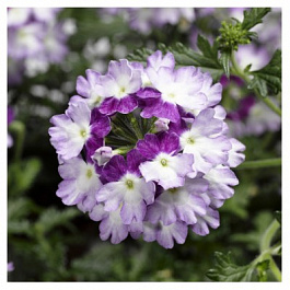 Вербена Обсешн Твистер Парпл