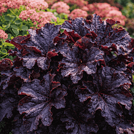 Гейхера Grande black