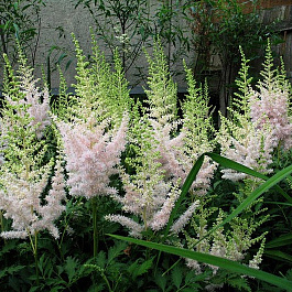 Астильба китайская Милк энд Хоней