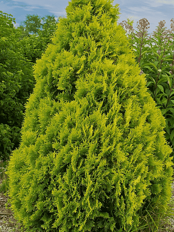 Туя западная Malonyana Aurea