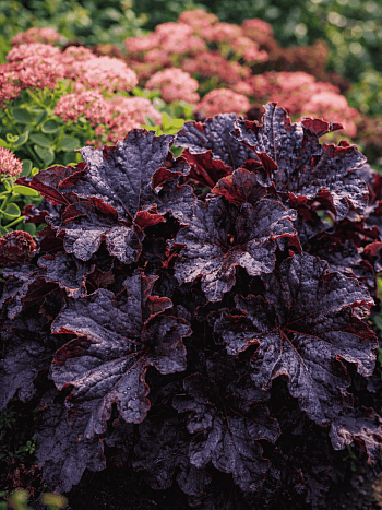 Гейхера Grande black