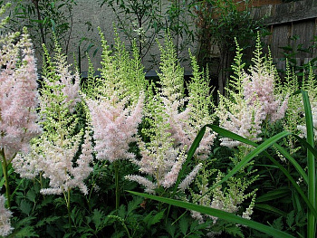 Астильба китайская Милк энд Хоней