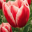 Тюльпан триумф  Leen Van Der Mark